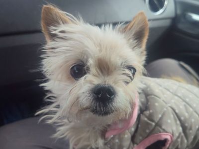 Small dog needs a home
