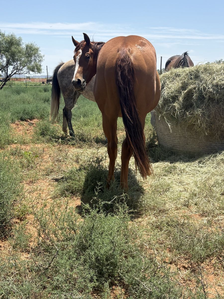 Grays starlight filly
