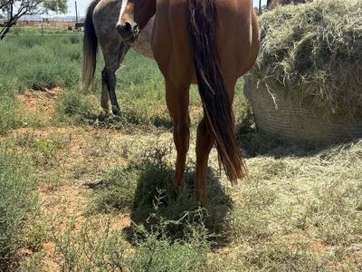 Grays starlight filly
