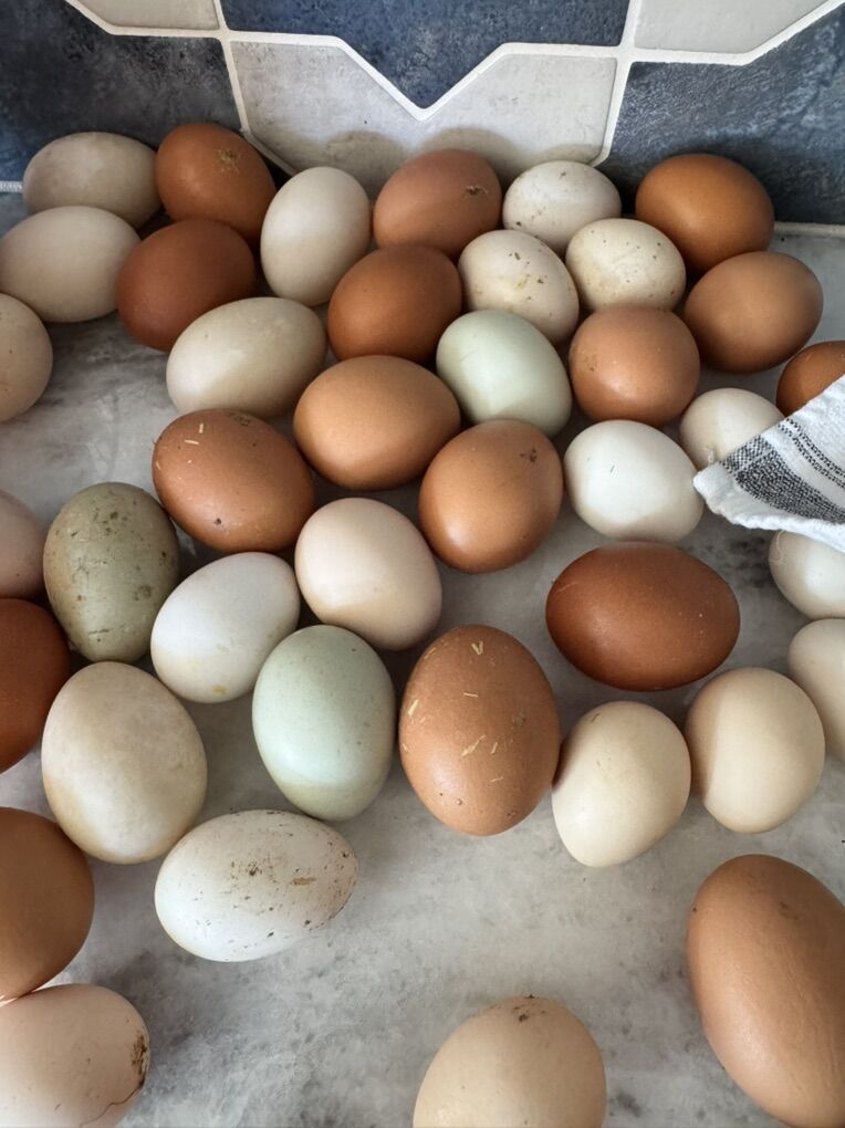 Chicken Eggs And Duck Eggs