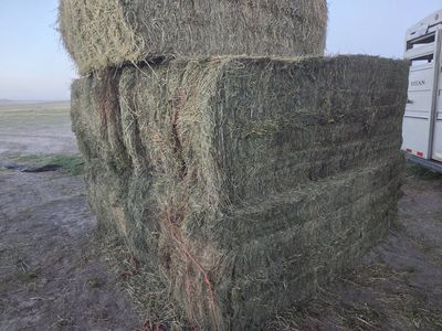 3x4 hay grass bale alfalfa