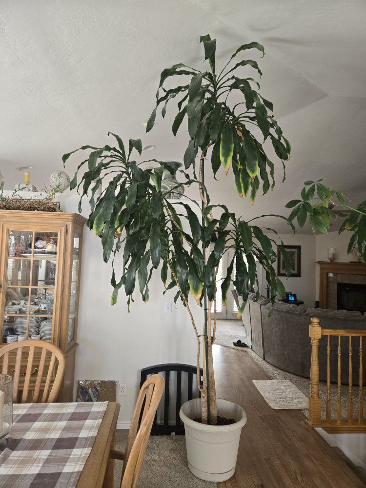 Large Dracaena Massangeana Corn Plant - Live Indoor Tree in Pot