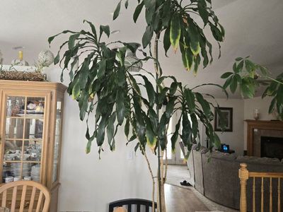 Large Dracaena Massangeana Corn Plant - Live Indoor Tree in Pot