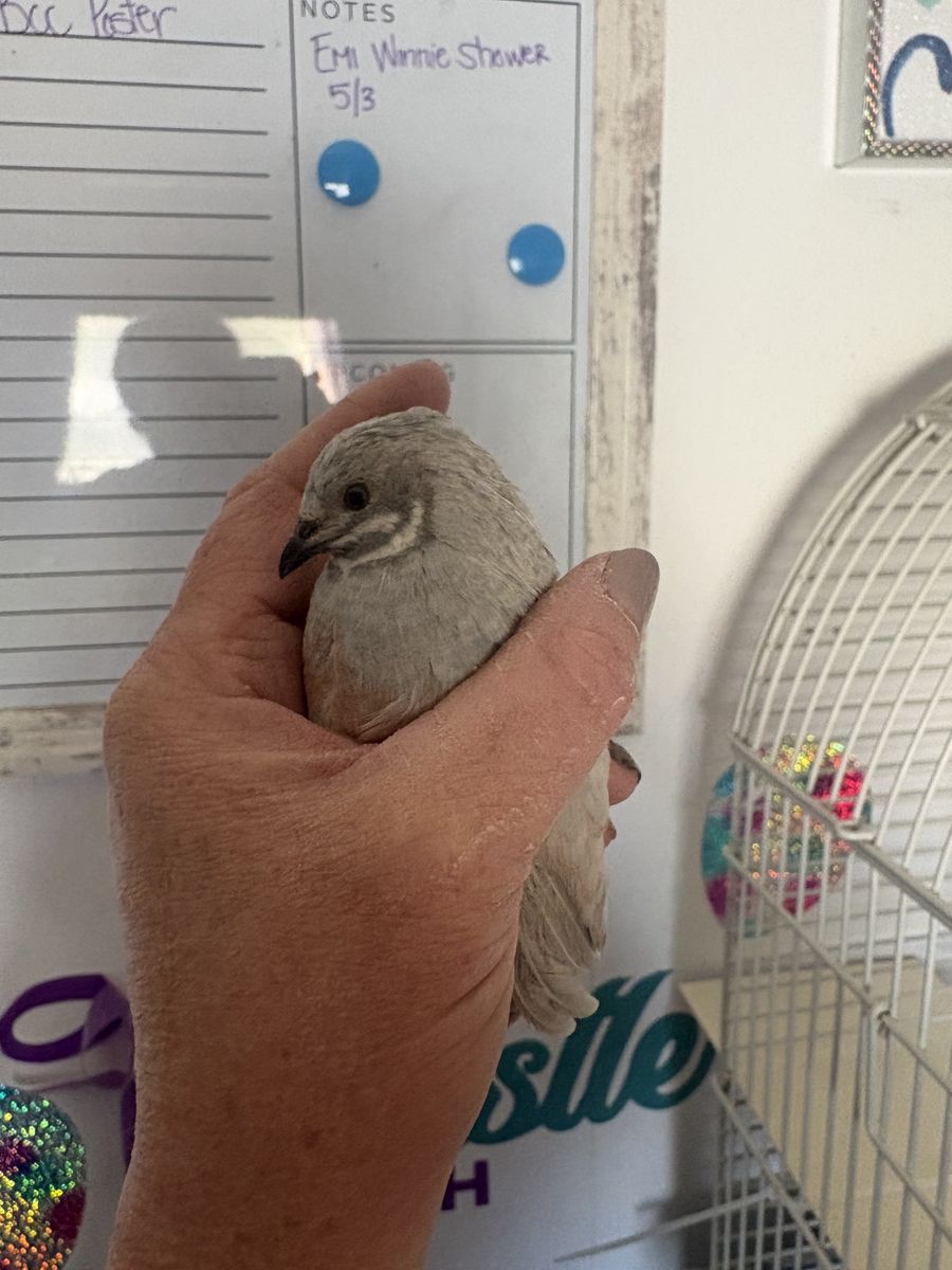 Button Quail Breeder Closing!!!  All Quails discou