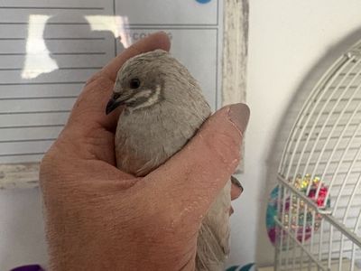 Button Quail Breeder Closing!!! All Quails discou