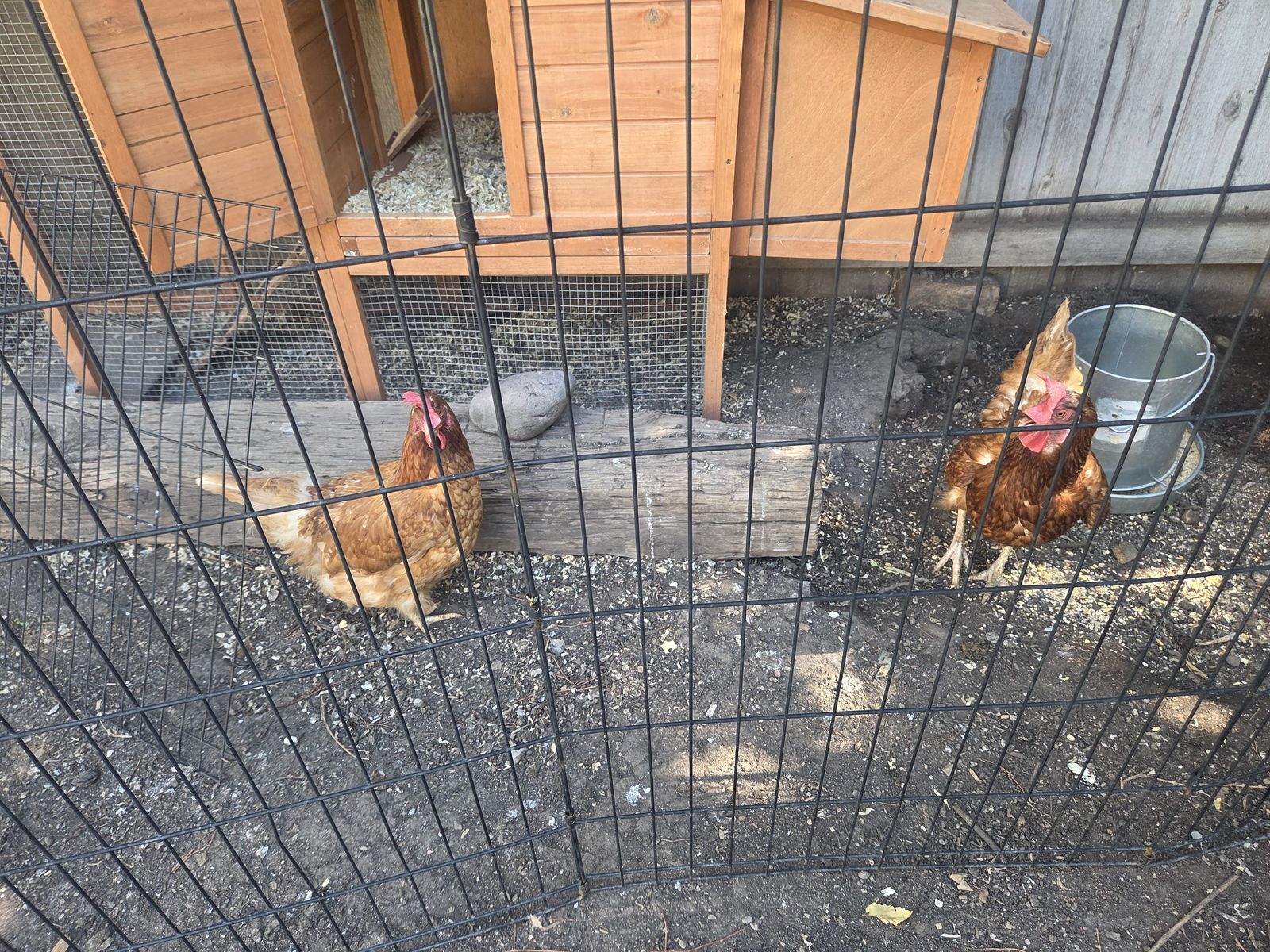 Chickens for sale