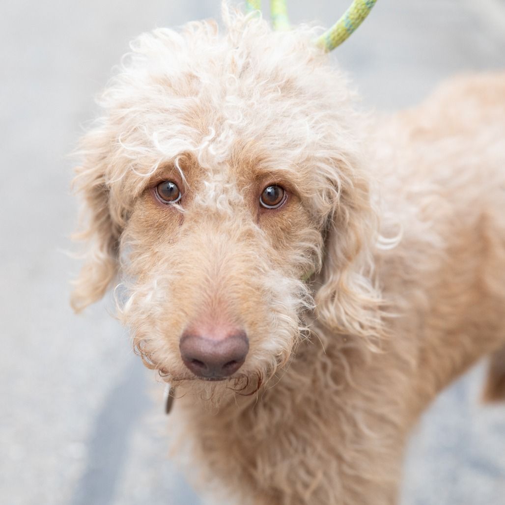 Hello my name is Waffle