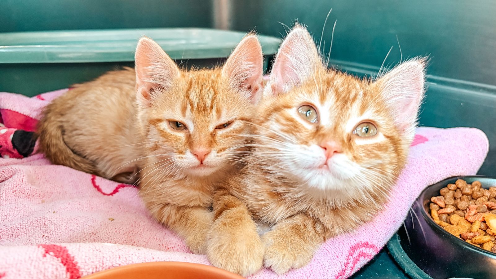 Orange kittens
