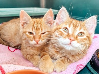 Orange kittens