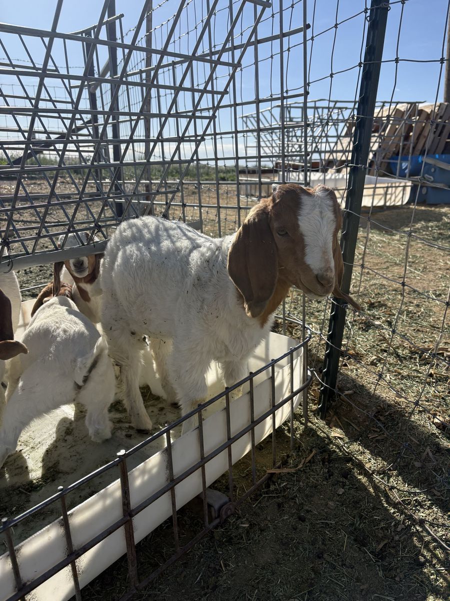 Purebred Boer Bucklings and Doelings
