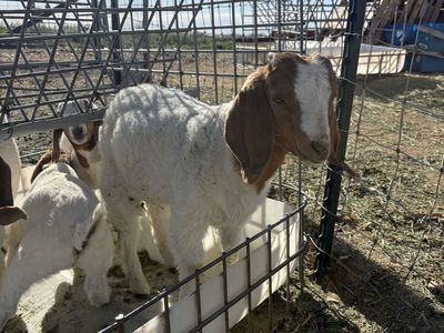 Purebred Boer Bucklings and Doelings