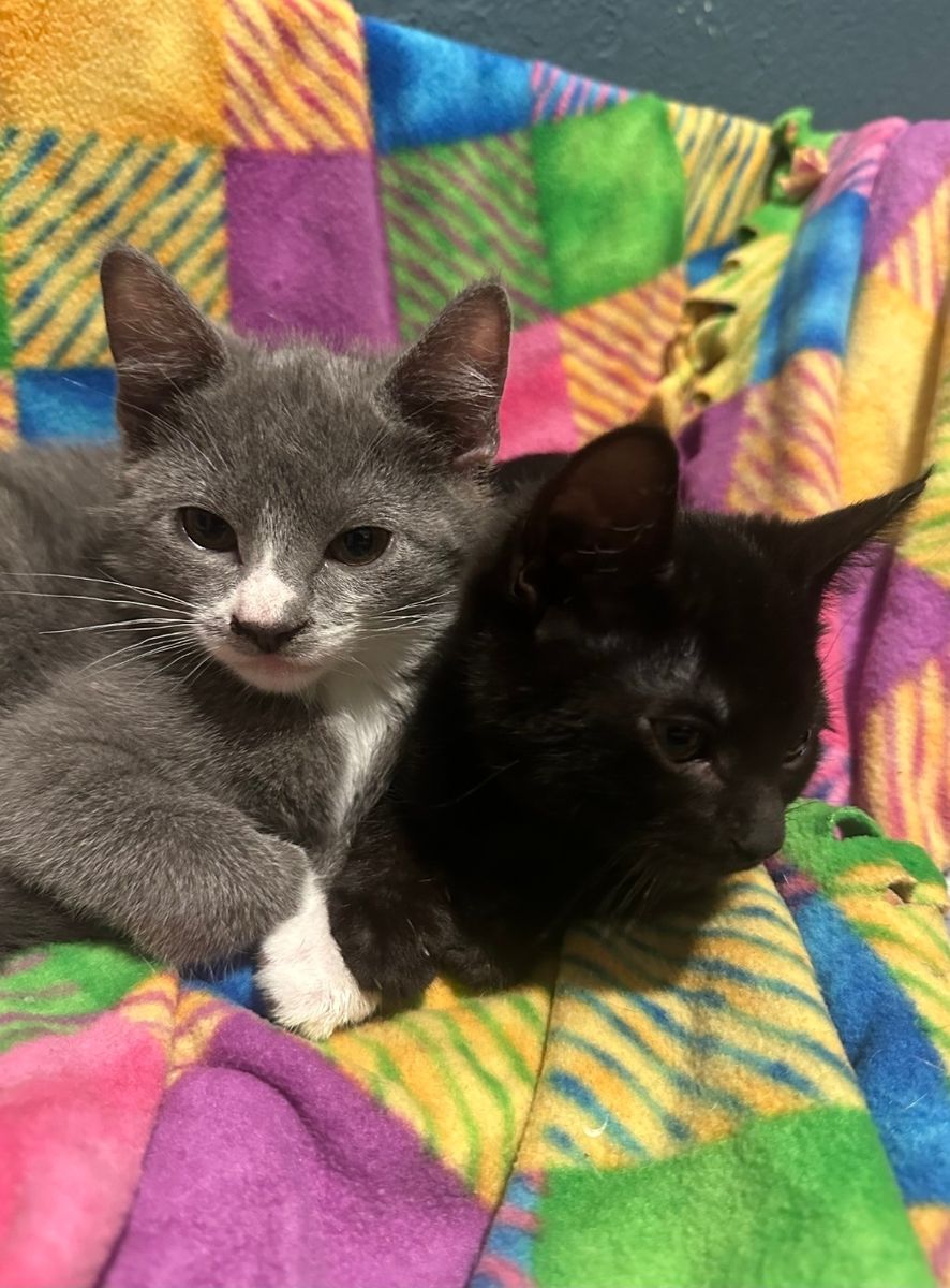 Kittens