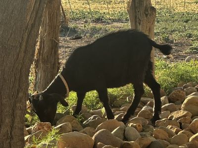 Free bottle baby doeling