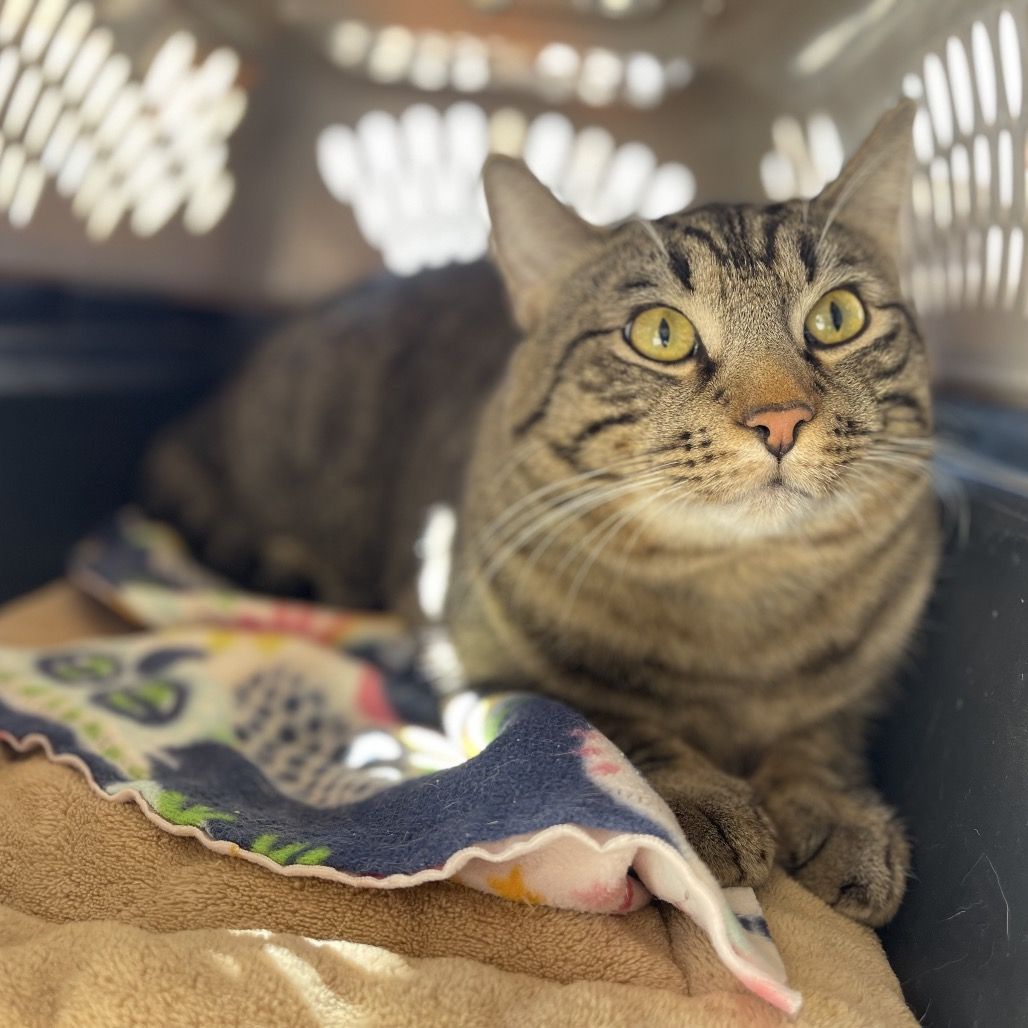 Hello my name is Platypus