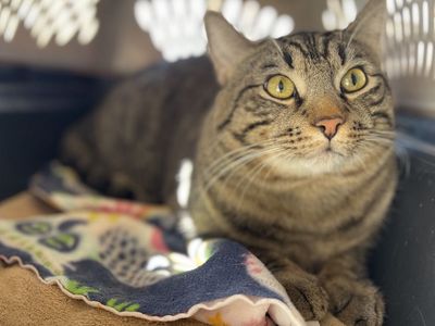 Hello my name is Platypus