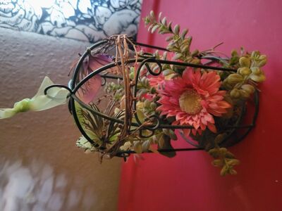 home decor butterfly display