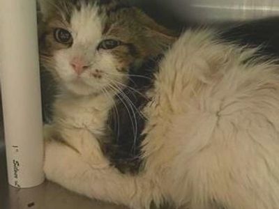 Hello my name is Teacup Moss