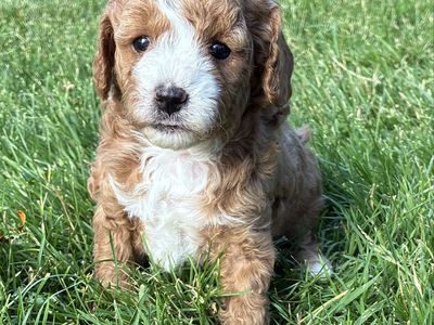 Fancy Mini Cavapoo Puppies, Unique Looks