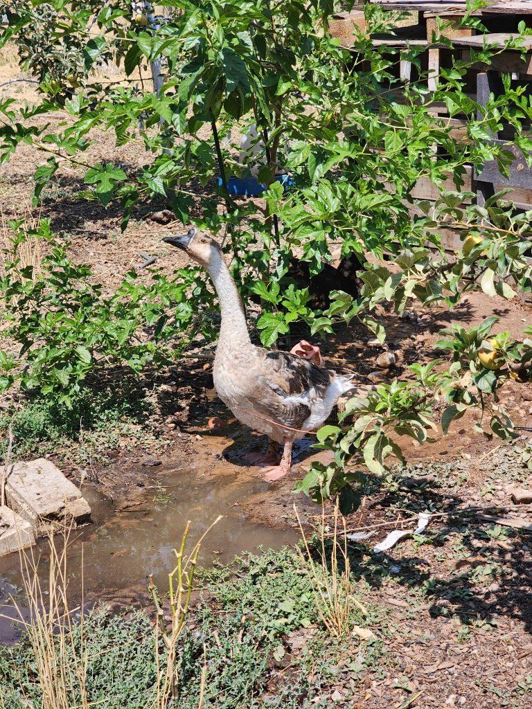 Female Chinese Goose