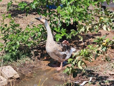 Female Chinese Goose
