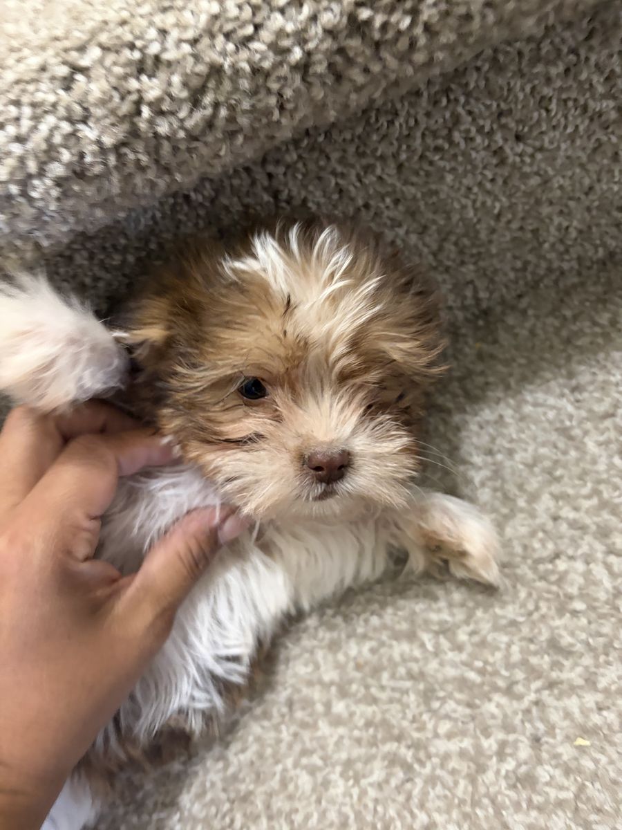 Shih Tzu puppies