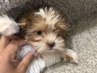 Shih Tzu puppies