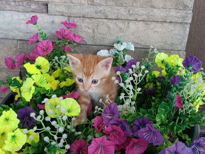 Adorable Kittens for Sale!!