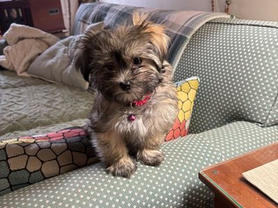 Havanese Puppies