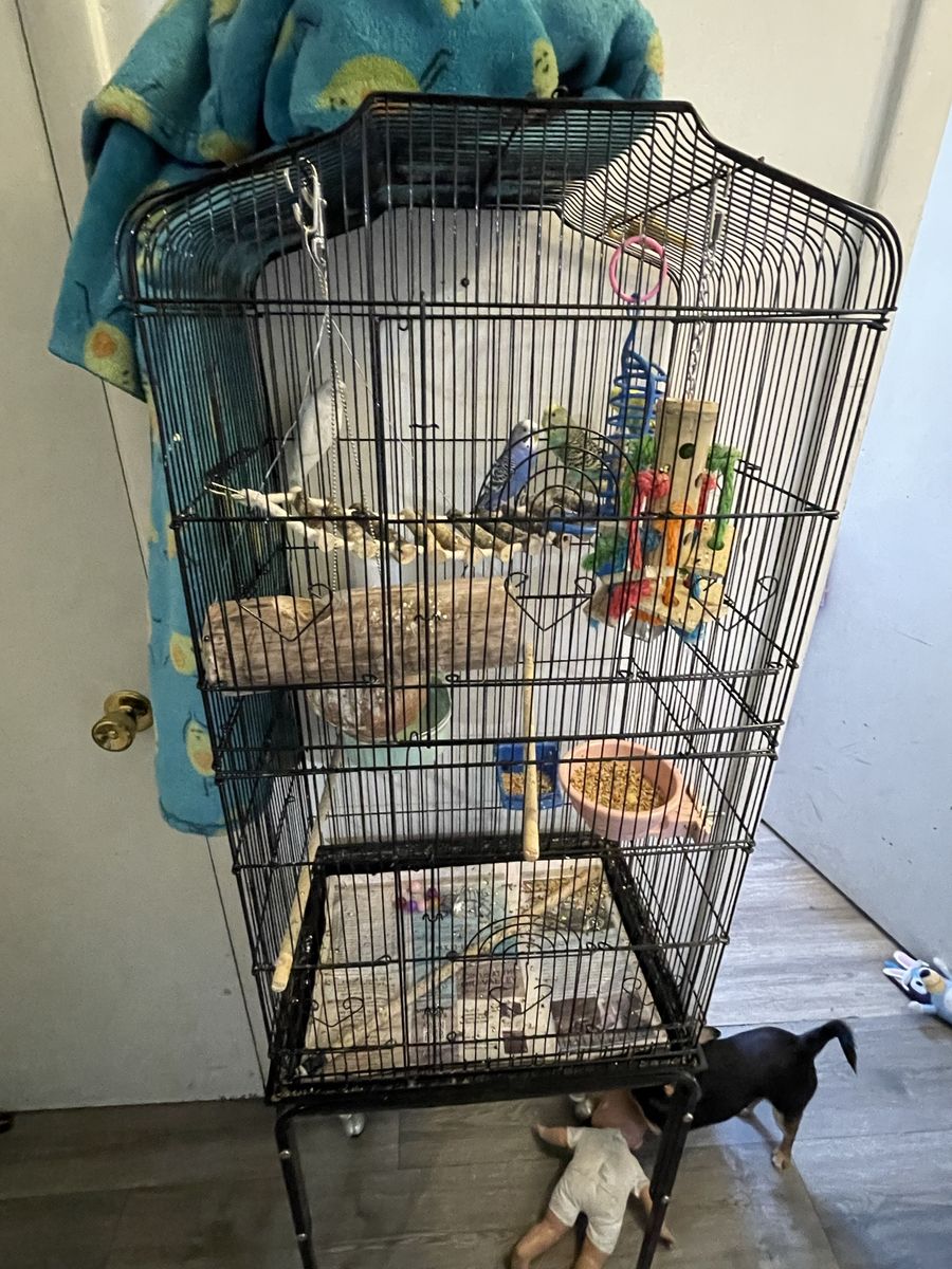4 Friendly Budgies with Cage & Accessories
