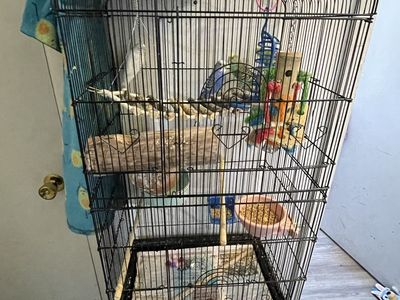 4 Friendly Budgies with Cage & Accessories