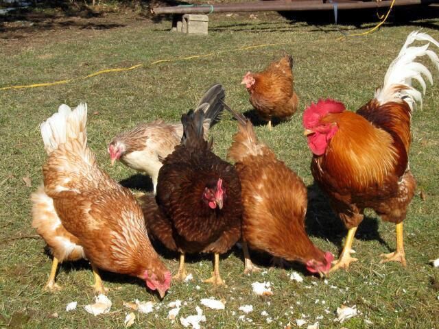 I Will Take Any Free Hens Or Rooster