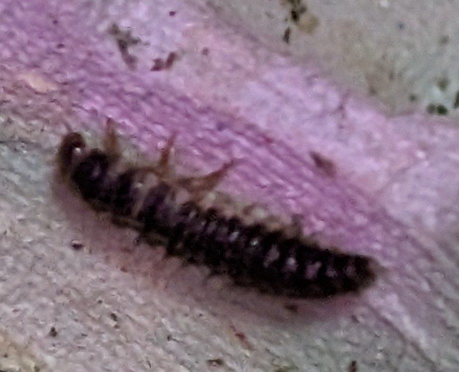 FREE!!!! Mini Dermestid Beetle Larvae! 
FREE!!!! Great clean up crew!