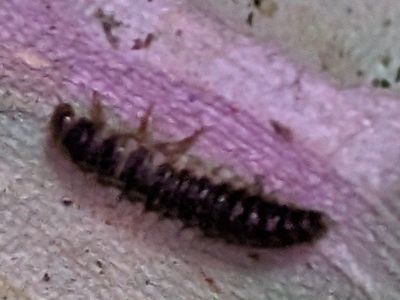 FREE!!!! Mini Dermestid Beetle Larvae!
FREE!!!! Great clean up crew!