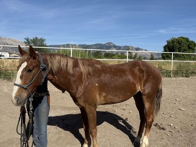 Mario 5 year old Mustang