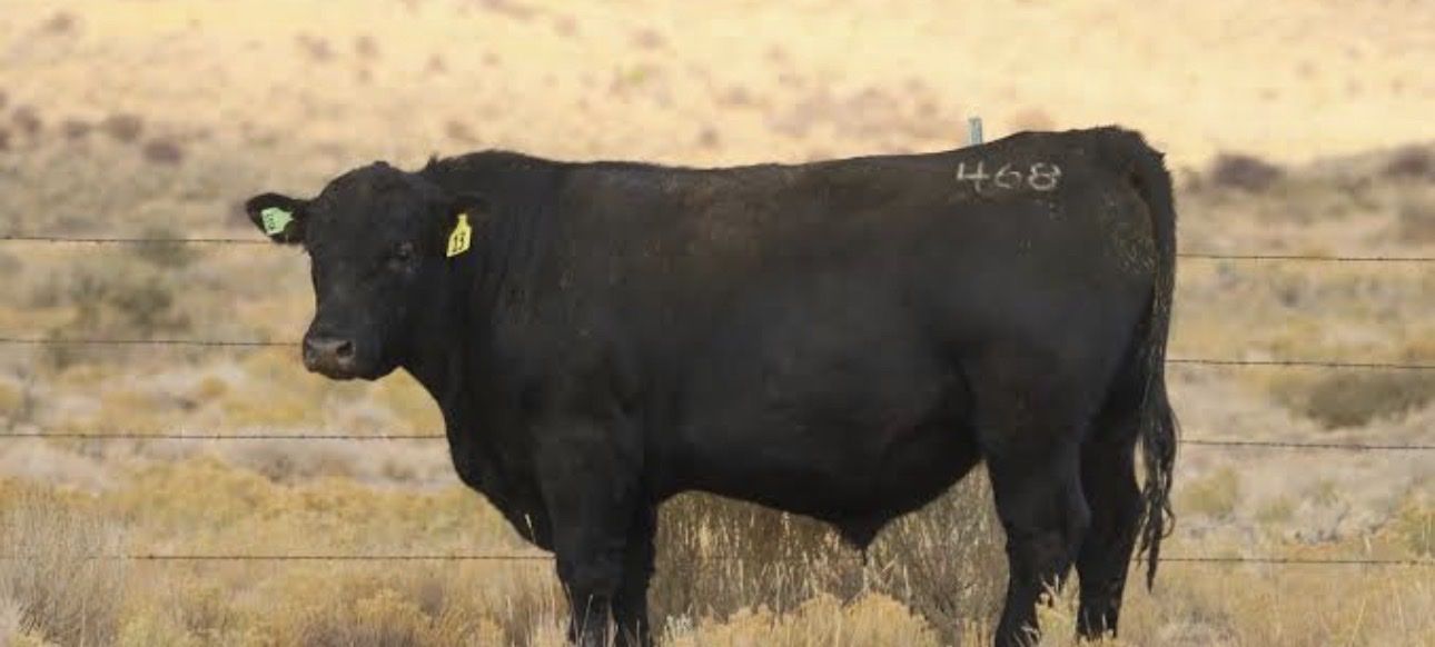 ISO Bull for lease