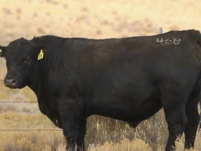 ISO Bull for lease