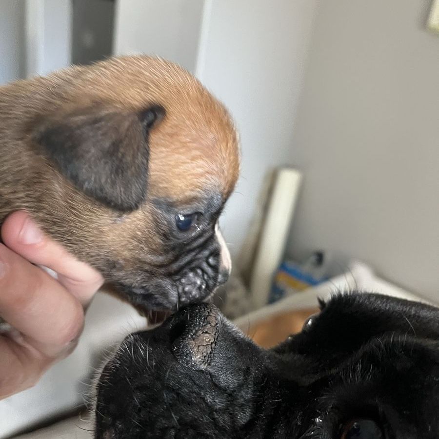 Boxer puppies