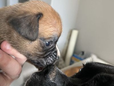 Boxer puppies