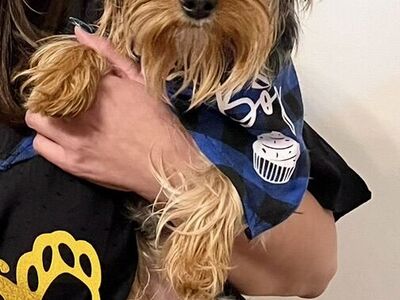 Yorkie Male Studs 5 LBS