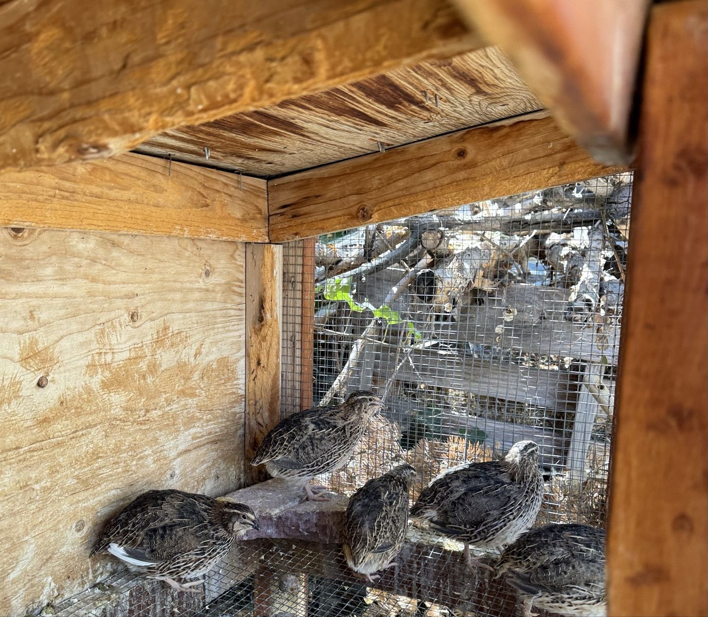 Laying hens- Coturnix quail