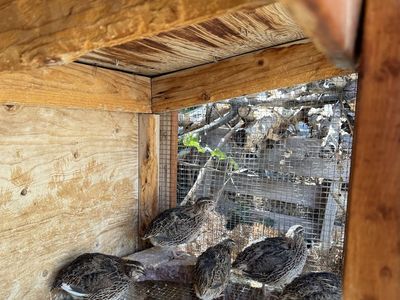 Laying hens- Coturnix quail