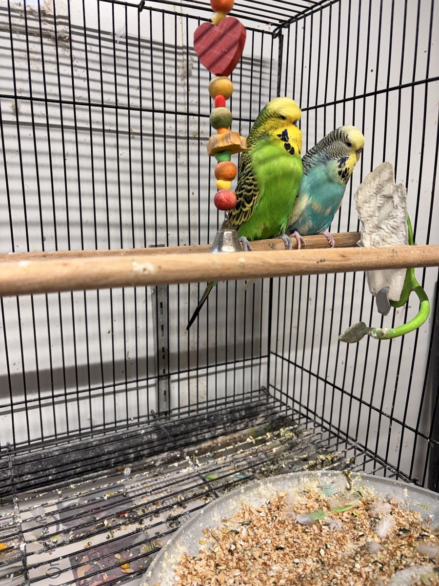 English  Budgies
