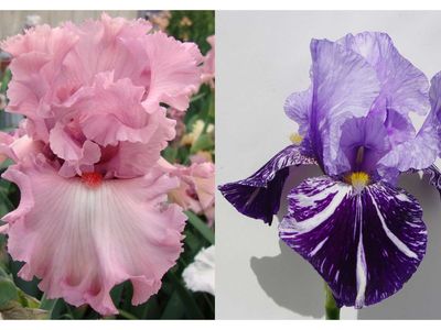 Free Iris Flower Shows will be held, at a New location, on 9 May and 16 May