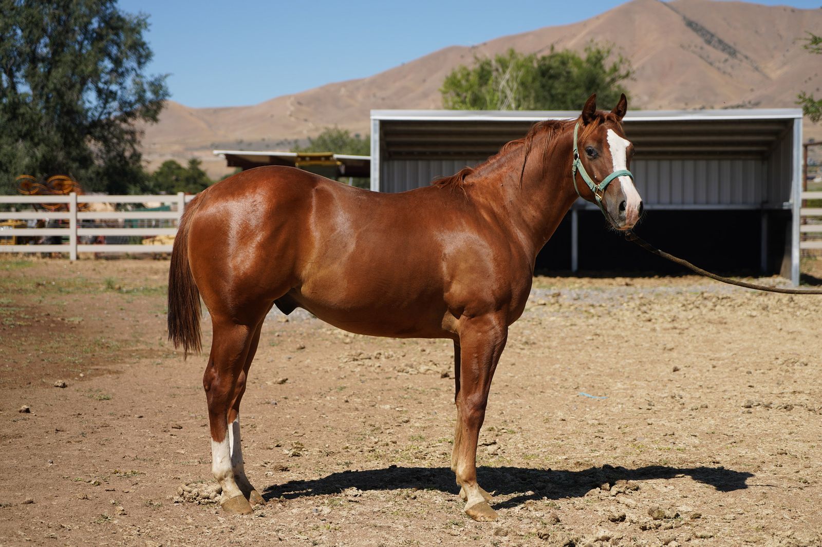 AQHA yearling colt-with chrome!!