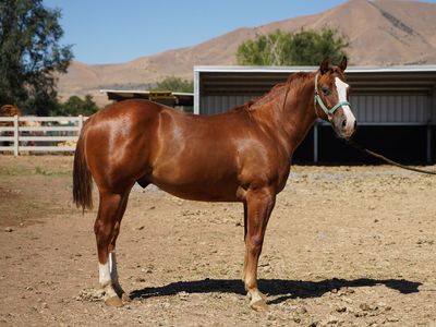 AQHA yearling colt-with chrome!!
