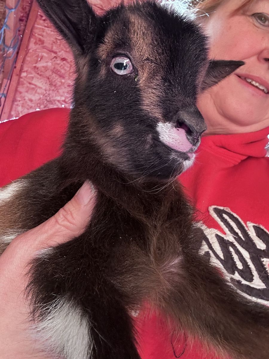 Nigerian dwarf goats (baby)