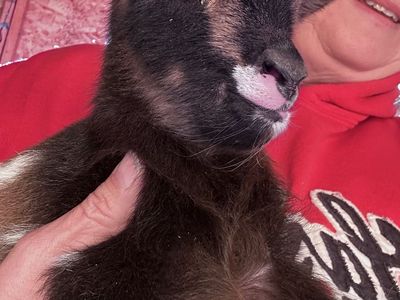 Nigerian dwarf goats (baby)