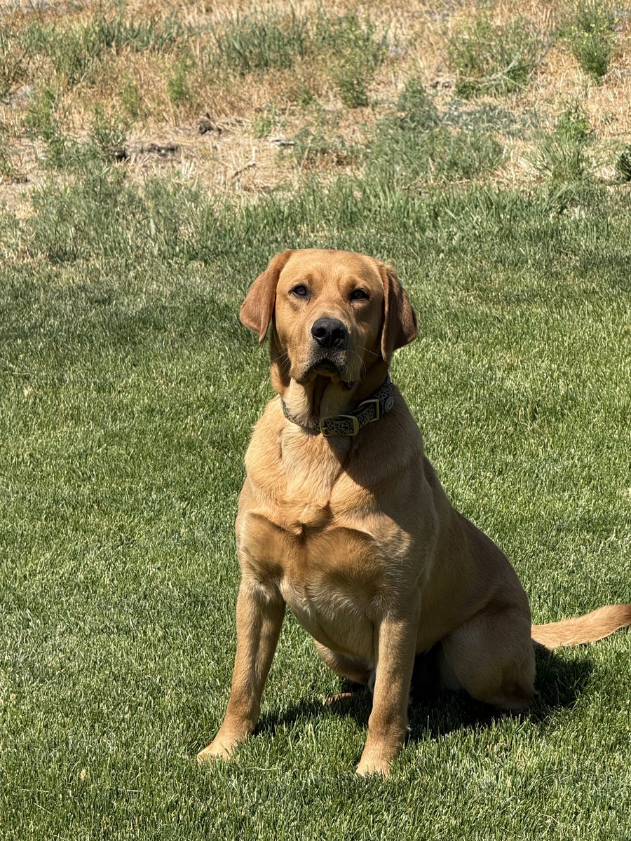 Started Labrador