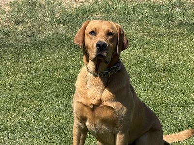 Started Labrador