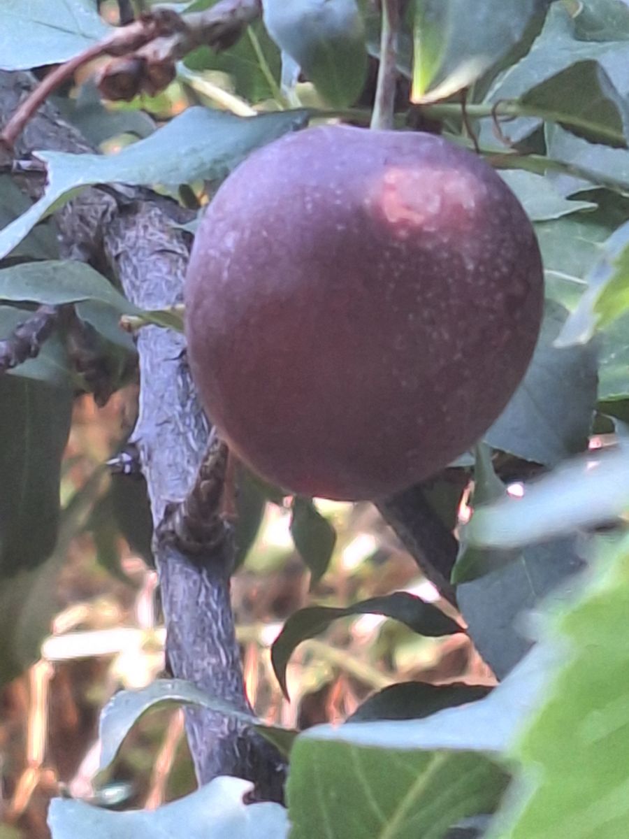 EASTER BERRY NATURE WALK EGG HUNT SAT April 19th